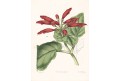 Gesnera macrantha, kolor. litografie, (1840)