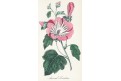 Sléz růžový, litografie, 1855