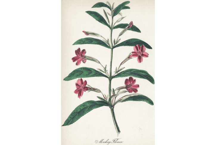 Kejklířka - Mimulus, litografie, 1855