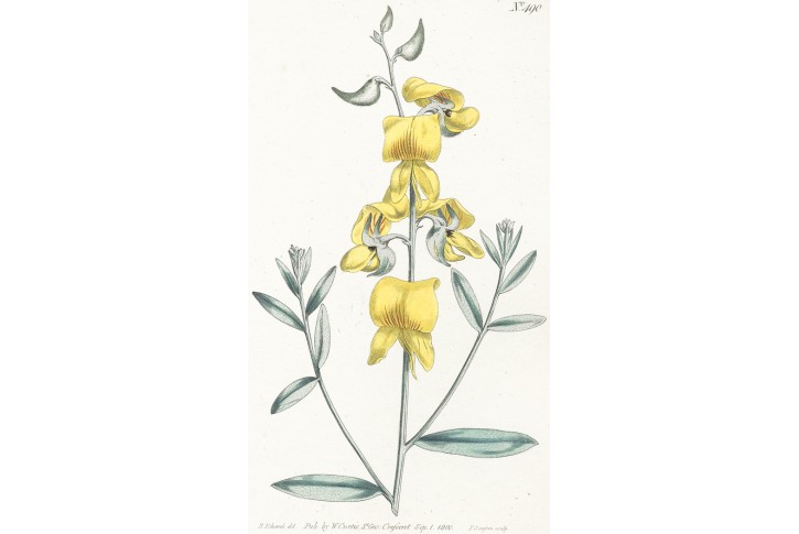 Crotalaria juncea, kolor mědiryt, 1800