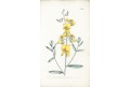 Crotalaria juncea, kolor mědiryt, 1800