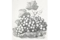 Vinný hrozen, litografie, (1840)