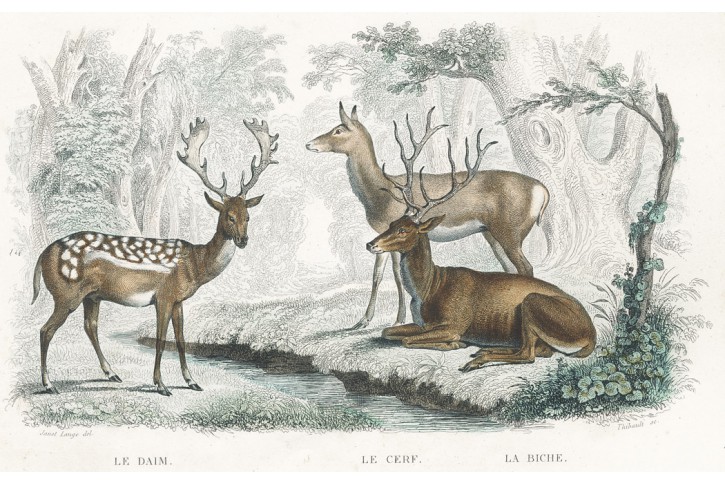 Jelen a Daněk, Buffon, kolor. litografie, 1853