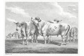 Skot krávy, Howit,  mědiryt, (1810)