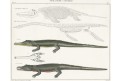 Krokodýli, Oken,  litografie, 1841