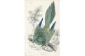 Papoušek patagonský, kolor. dřevoryt, 1843