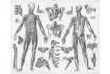 Anatomie, oceloryt, (1860 )