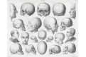 Anatomie hlavy, oceloryt, (1860 )