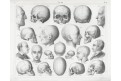 Anatomie hlavy, oceloryt, (1860 )