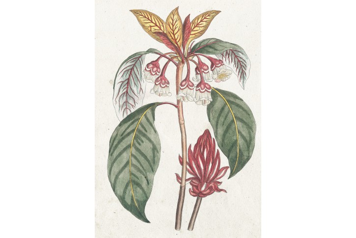 Canton Enkianthus, Bertuch, mědiryt, (1800)