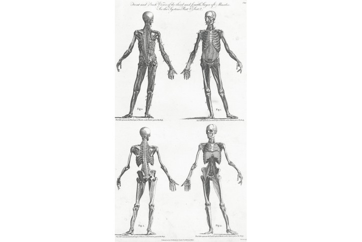 Anatomie kostlivec, ooke, mědiryt, 1795