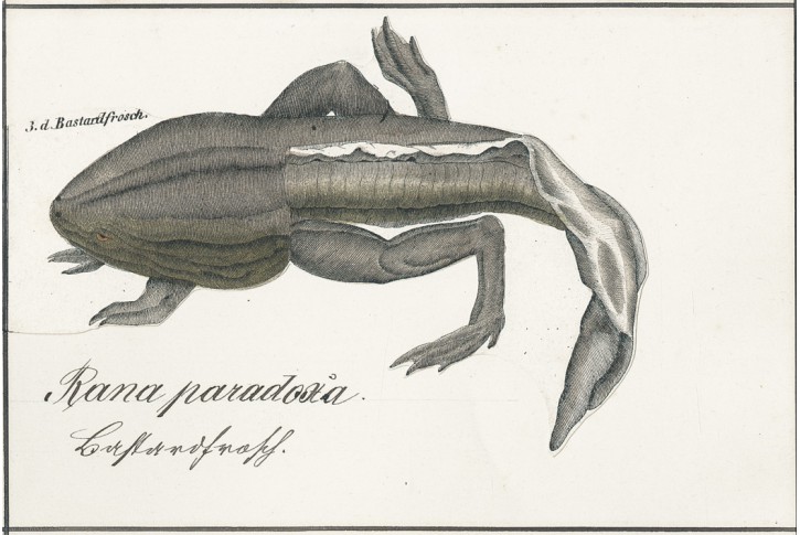 Žába zrůda -Bastardfrosch, litografie, (1840)