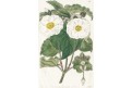 Růže bílá divoká, kolor mědiryt, 1826