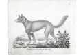 Dingo, Neue.., litografie , 1837