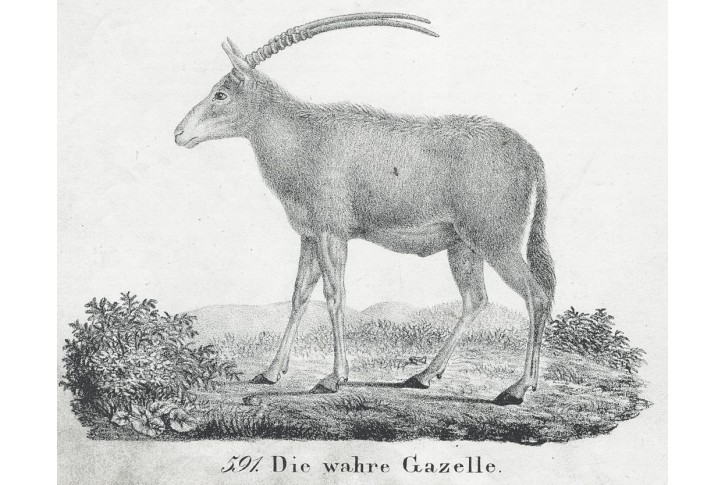 Gazela, litografie , 1837