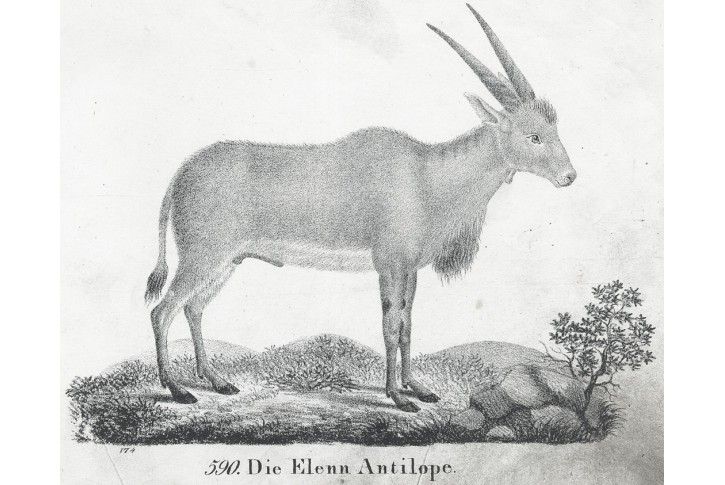 Antilopa losí, litografie , 1837