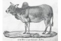 Pratur Zebu, litografie , 1837, litografie , 1837