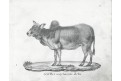 Pratur Zebu, litografie , 1837, litografie , 1837