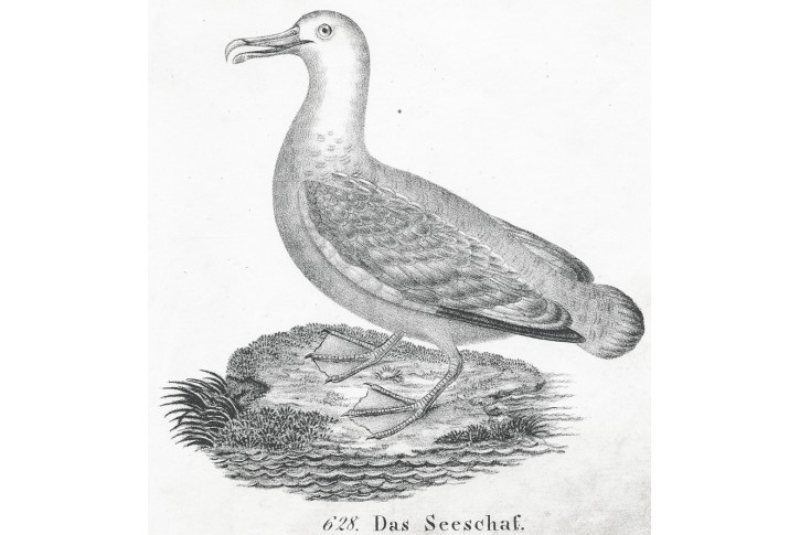 Kachna, litografie , 1837