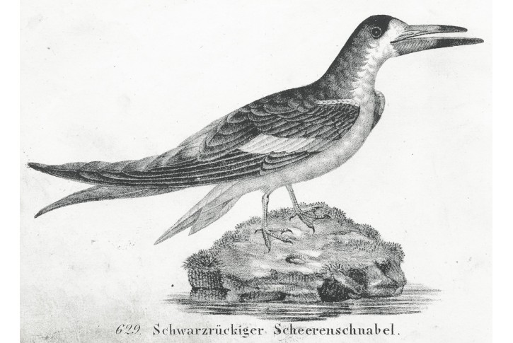 Zoboun, Neue, litografie , 1837