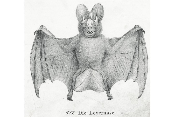 Netopýr, Neue, litografie , 1837