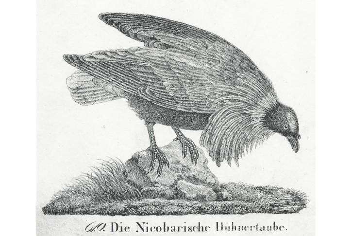 Holub nikibarský, Neue, litografie , 1837