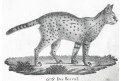 Serval, Neue.., litografie , 1837