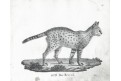 Serval, Neue.., litografie , 1837