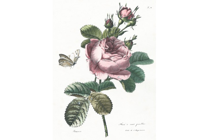 Rose, Engelmann, kolor. litografie,1826