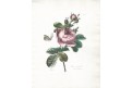 Rose, Engelmann, litografie,1826