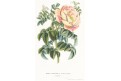 Rosier Pimprenelle, Houtte, chromolitogr., (1870)