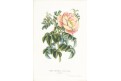 Rosier Pimprenelle, Houtte, chromolitogr., (1870)