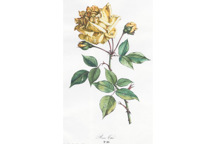 Rose Thé, Chirat,(1860)