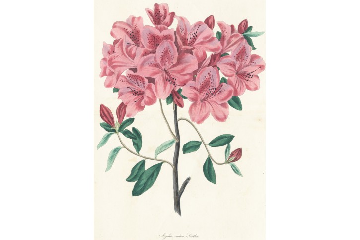 Azalea, F. W. Smith, kolor. litografie, (1840)