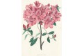 Azalea, F. W. Smith, kolor. litografie, (1840)