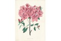 Azalea, F. W. Smith, kolor. litografie, (1840)