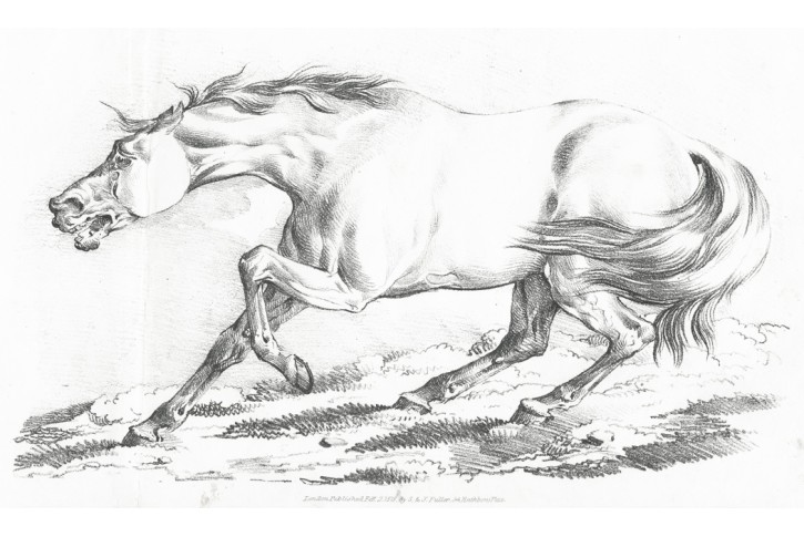 Kůň, Fuller, akvatinta, 1818