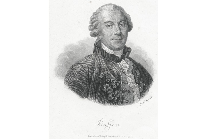 Buffon, oceloryt, 1850