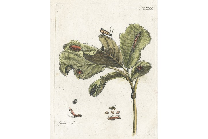 Housenky larvy, Sibylla Merian, mědiryt, 1730