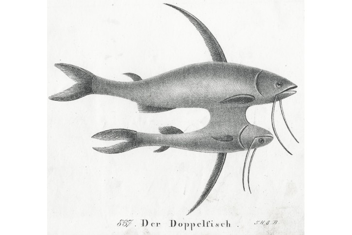 Doppelfisch,  Neue.., litografie , 1837