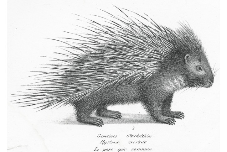 Dikobraz obecný, litografie, (1860