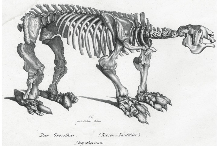 Megatherium kostra , litografie, 1827