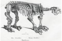 Megatherium kostra , litografie, (1860)