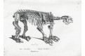 Megatherium kostra , litografie, (1860)