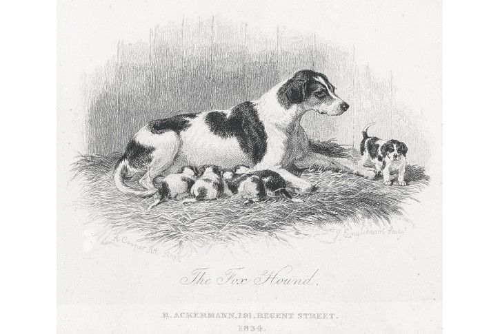 Foxhound, Ackermann, oceloryt, 1834