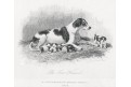 Foxhound, Ackermann, oceloryt, 1834