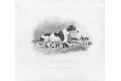 Foxhound, Ackermann, oceloryt, 1834