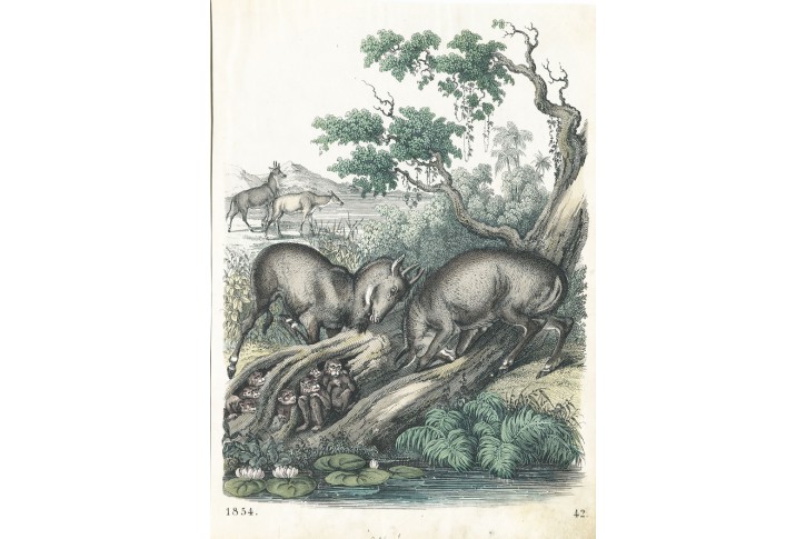 Nilgau antilopa, kolor. litografie, 1854