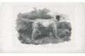 Pes Dido, Turner, oceloryt, 1839