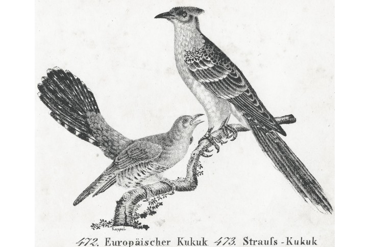 Kukačka, Neue.., litografie , 1837